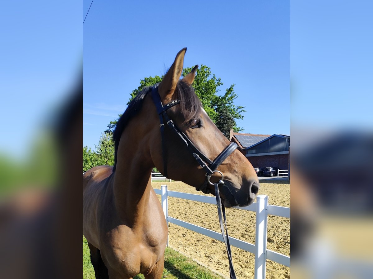 Spaans sportpaard Ruin 5 Jaar 167 cm Bruin in Bad Laer