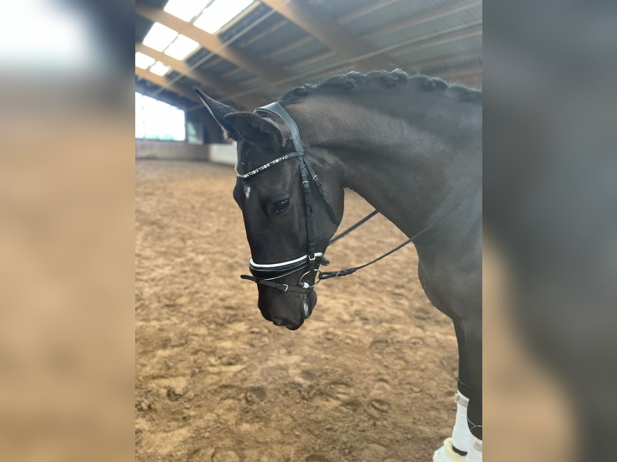 Spaans sportpaard Mix Ruin 6 Jaar 175 cm Zwart in Achtrup