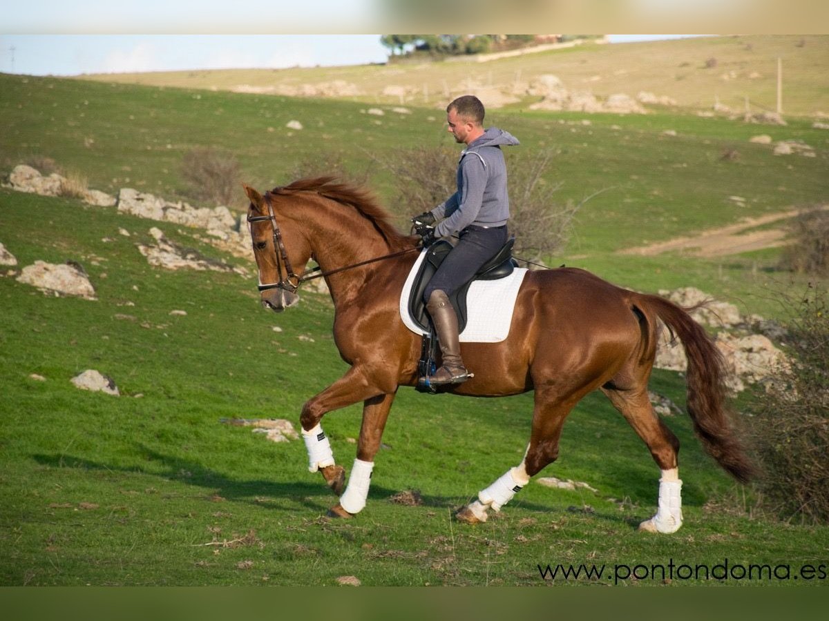 Spaans sportpaard Ruin 7 Jaar 167 cm Roodvos in Tizneros
