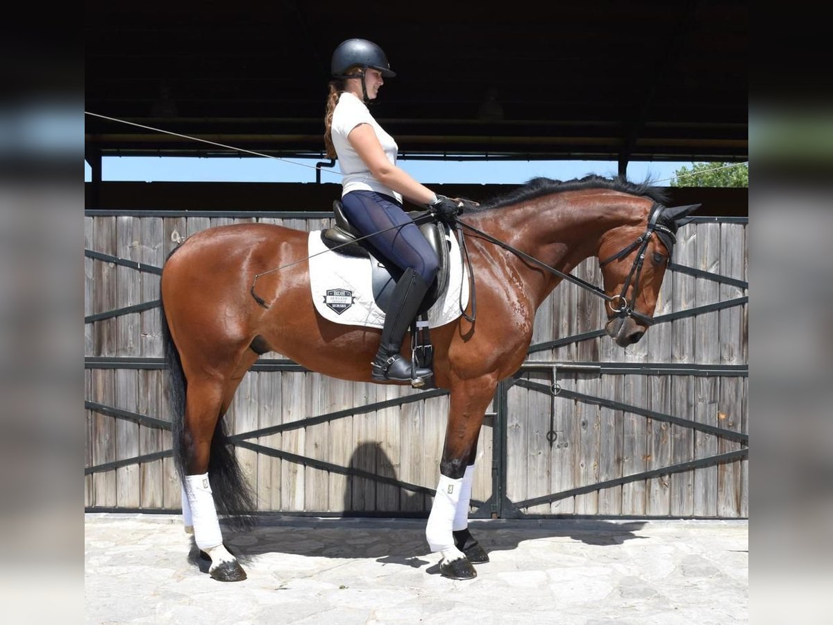 Spaans sportpaard Ruin 9 Jaar 163 cm Bruin in Los Barrios
