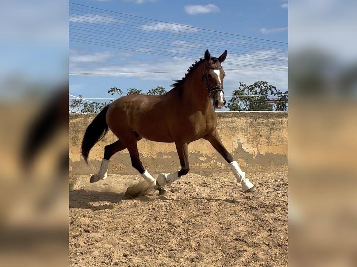 Spaans sportpaard Mix Ruin 9 Jaar 163 cm Lichtbruin in Els Poblets