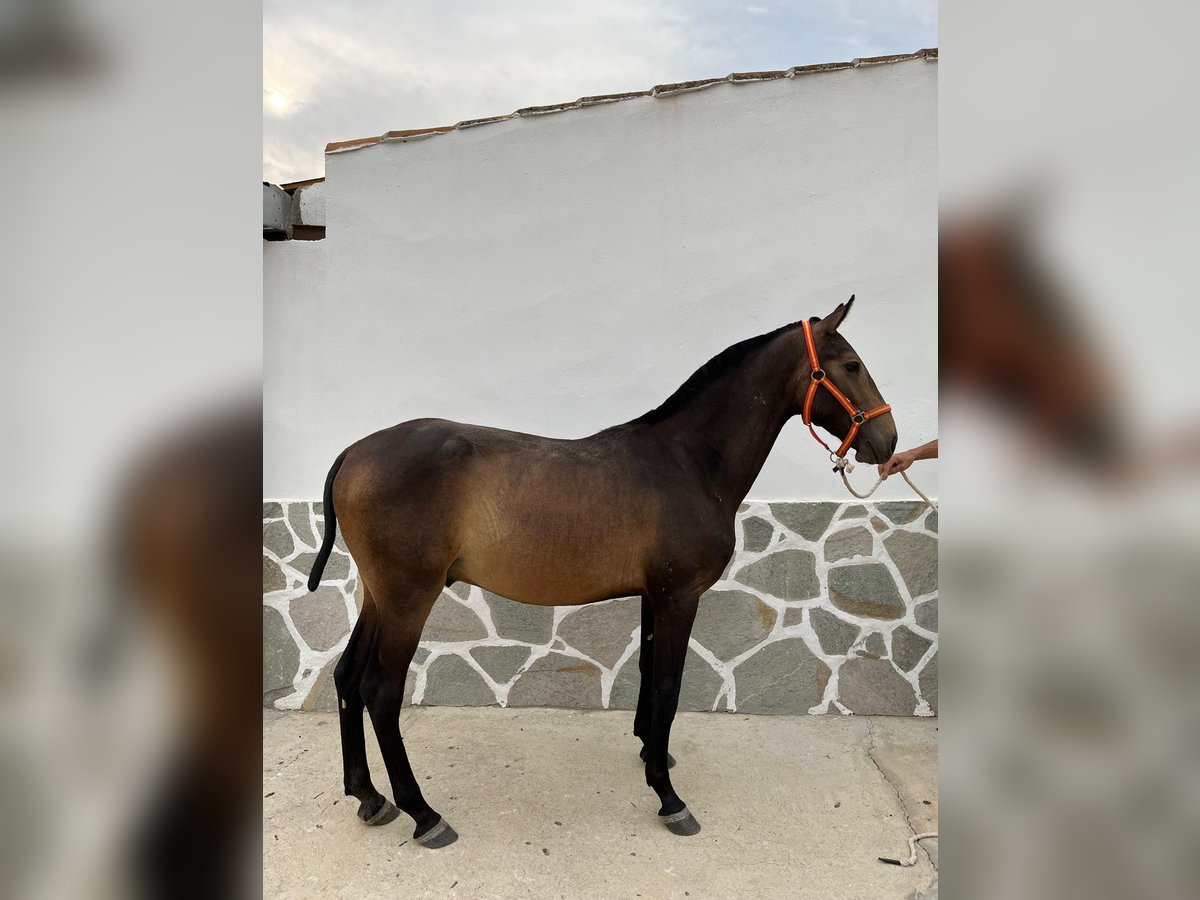 Spanisches Sportpferd Hengst 1 Jahr 151 cm Falbe in Pozoblanco