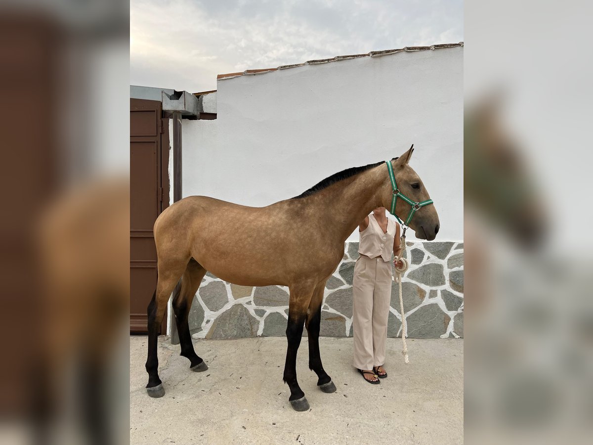 Spanisches Sportpferd Hengst 1 Jahr 157 cm Falbe in Pozoblanco