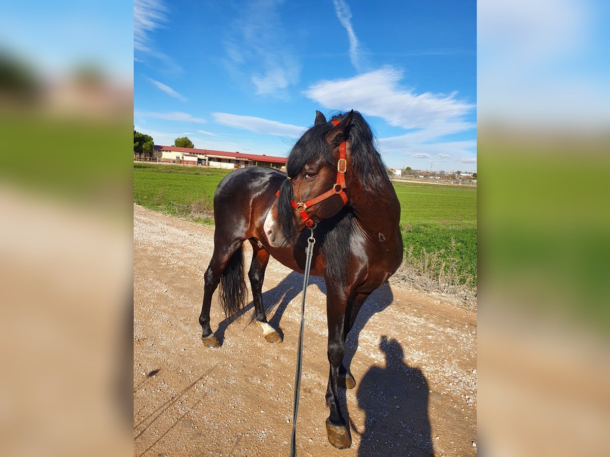 Spanisches Sportpferd Hengst 20 Jahre 170 cm Brauner in Velilla De San Antonio