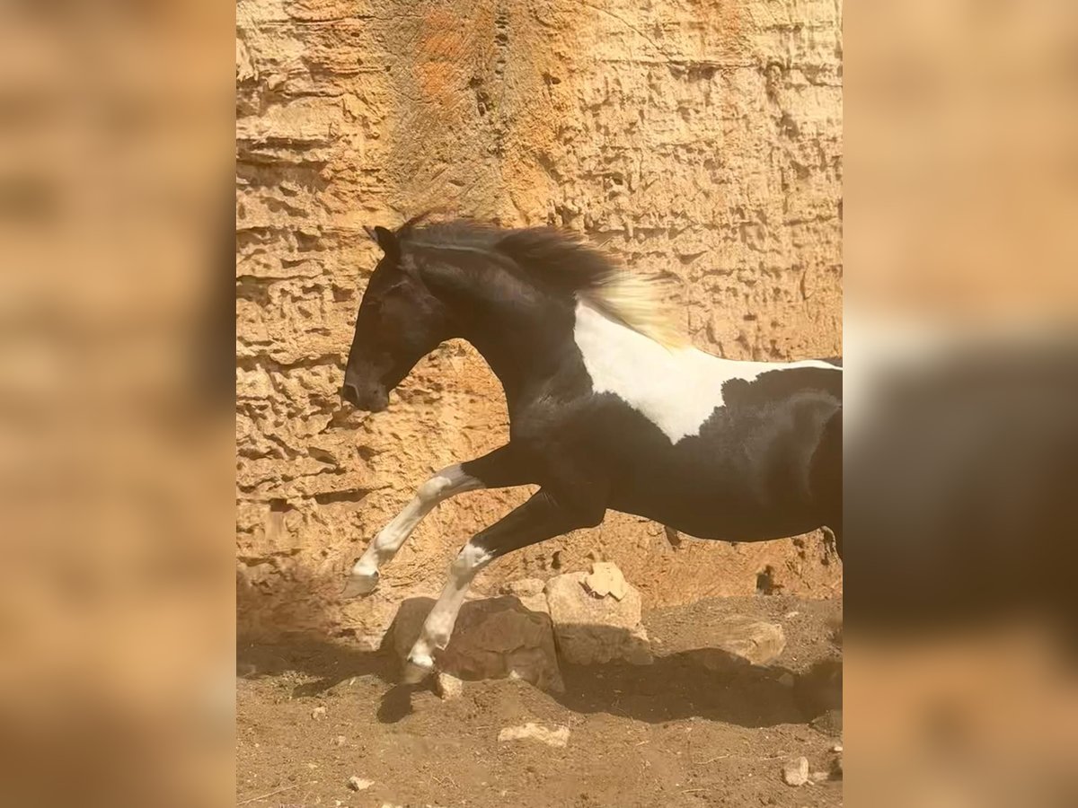 Spanisches Sportpferd Hengst 2 Jahre 140 cm Schecke in Algaida