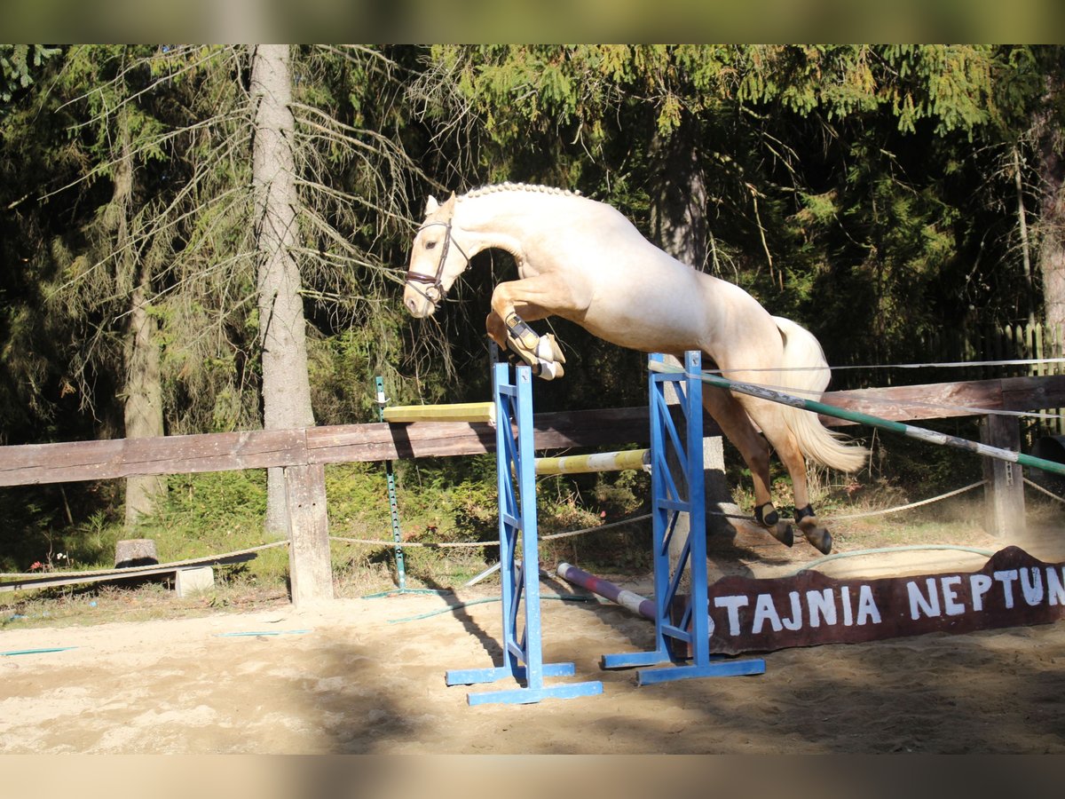 Spanisches Sportpferd Hengst 2 Jahre 167 cm Palomino in Nowy targ