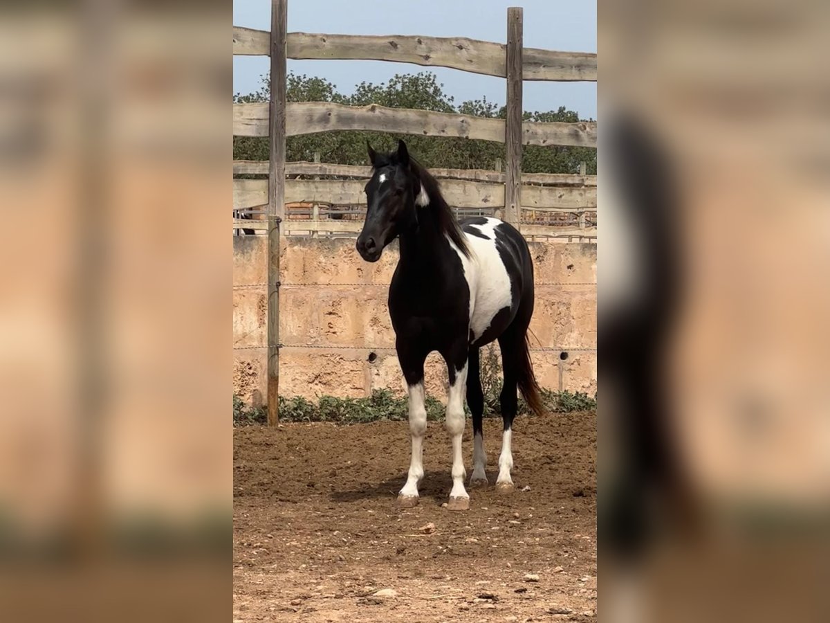 Spanisches Sportpferd Hengst 3 Jahre 150 cm Schecke in Algaida