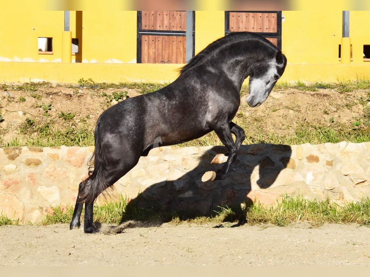 Spanisches Sportpferd Hengst 3 Jahre 155 cm Schimmel in Provinz  Malaga