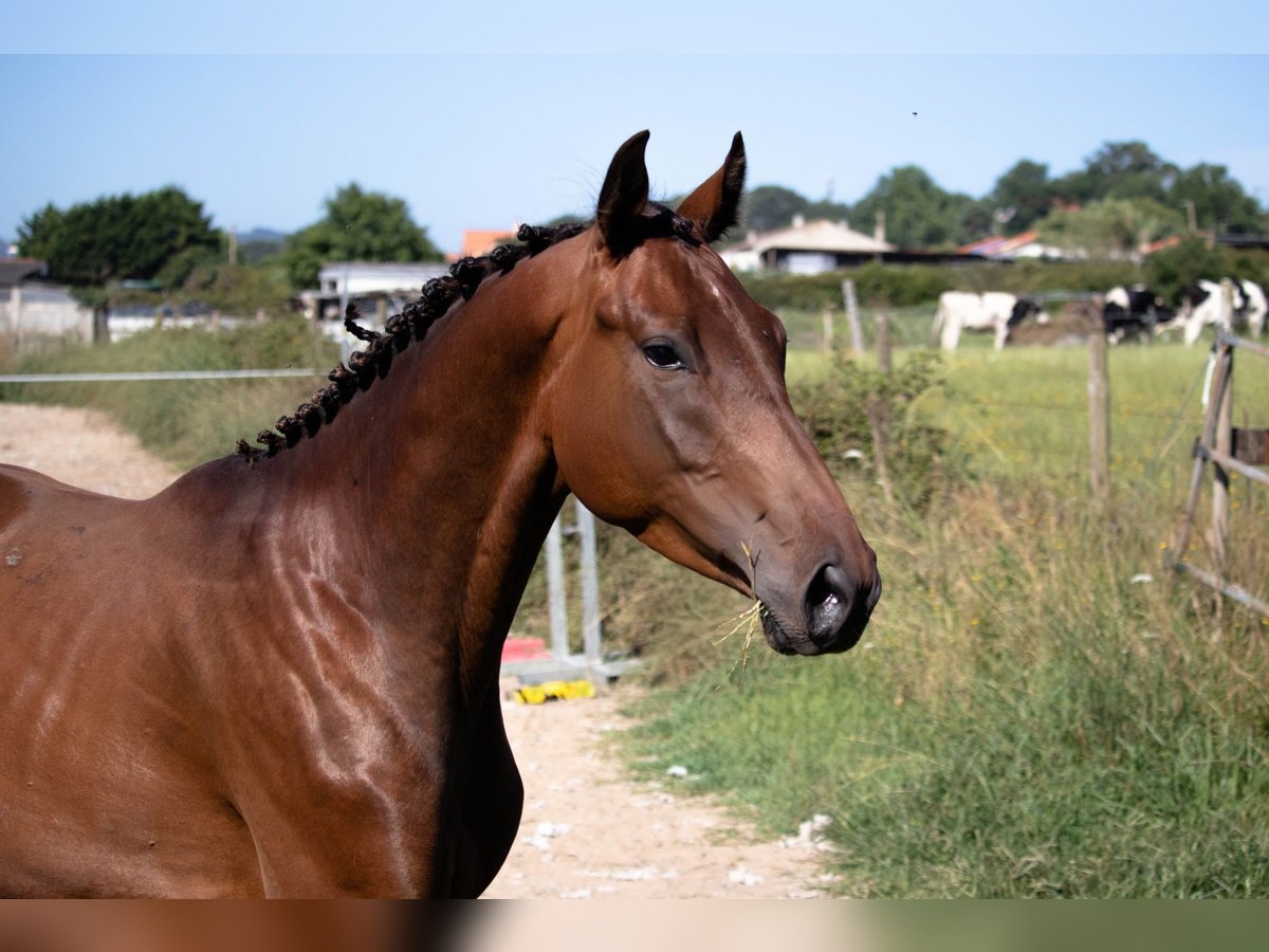Spanisches Sportpferd Hengst 3 Jahre 158 cm Brauner in SANTANDER