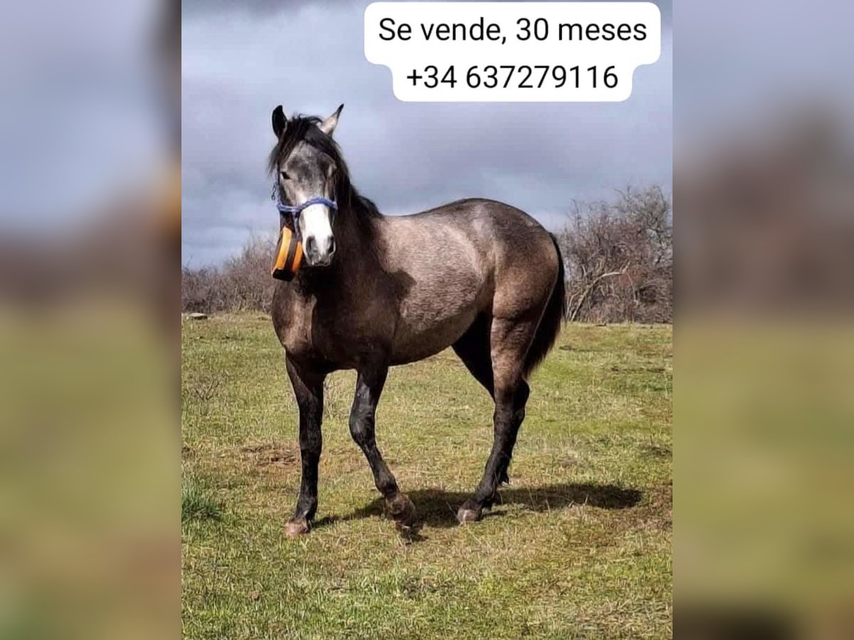 Spanisches Sportpferd Hengst 3 Jahre 160 cm Fliegenschimmel in Huerta De Arriba Spanisches Sportpferd Hengst 3 Jahre 160 cm Fliegenschimmel in Huerta De Arriba