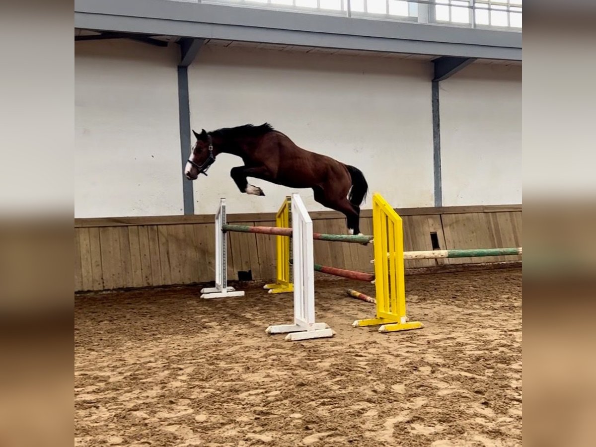 Spanisches Sportpferd Hengst 3 Jahre 170 cm Brauner in Aldea, La (Gijon)