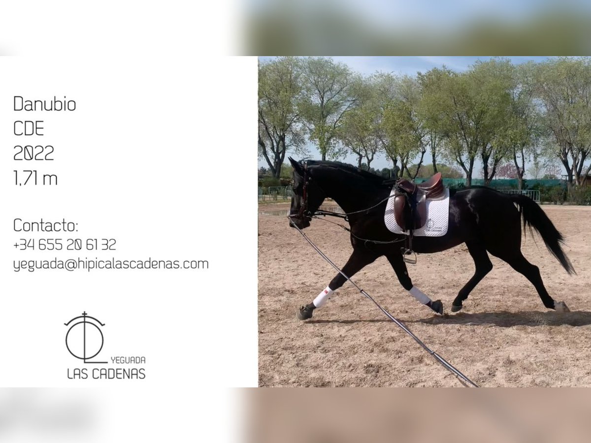 Spanisches Sportpferd Hengst 3 Jahre 171 cm Rappe in Carretera Alcala- Camarma Km 3,3
