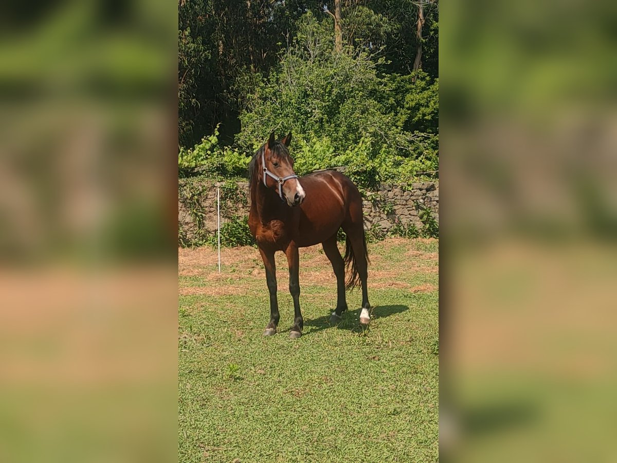 Spanisches Sportpferd Hengst 4 Jahre 156 cm Brauner in Solleiro (Tomi&#xF1;o)