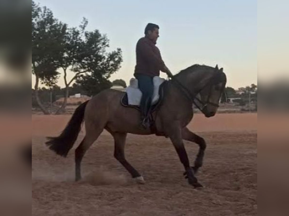 Spanisches Sportpferd Hengst 4 Jahre 163 cm Falbe in Pedralba