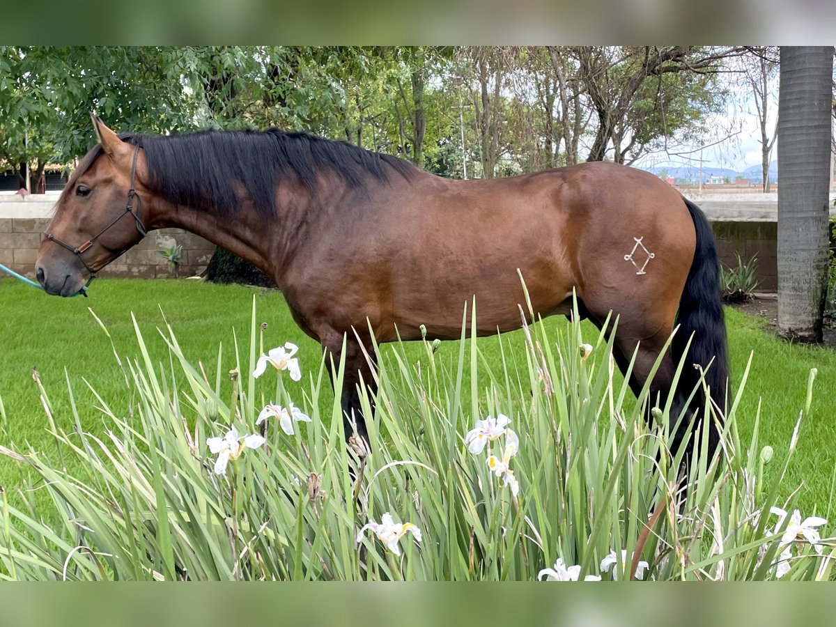 Spanisches Sportpferd Hengst 4 Jahre 172 cm Brauner in Los Ángeles