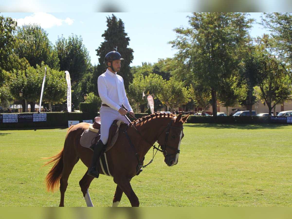 Spanisches Sportpferd Hengst 5 Jahre 167 cm Fuchs in Burgos