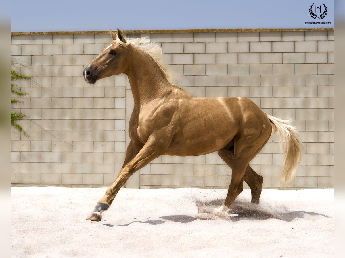 Spanisches Sportpferd Hengst 6 Jahre 163 cm Palomino in Navalperal De Pinares