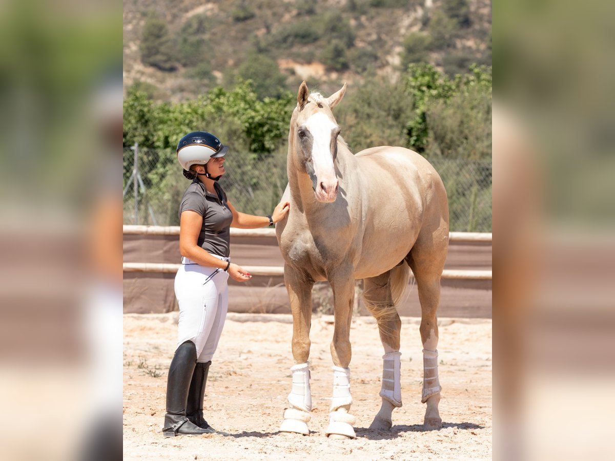 Spanisches Sportpferd Hengst 9 Jahre 167 cm Palomino in Conde Cortichelles, Del (Masia)