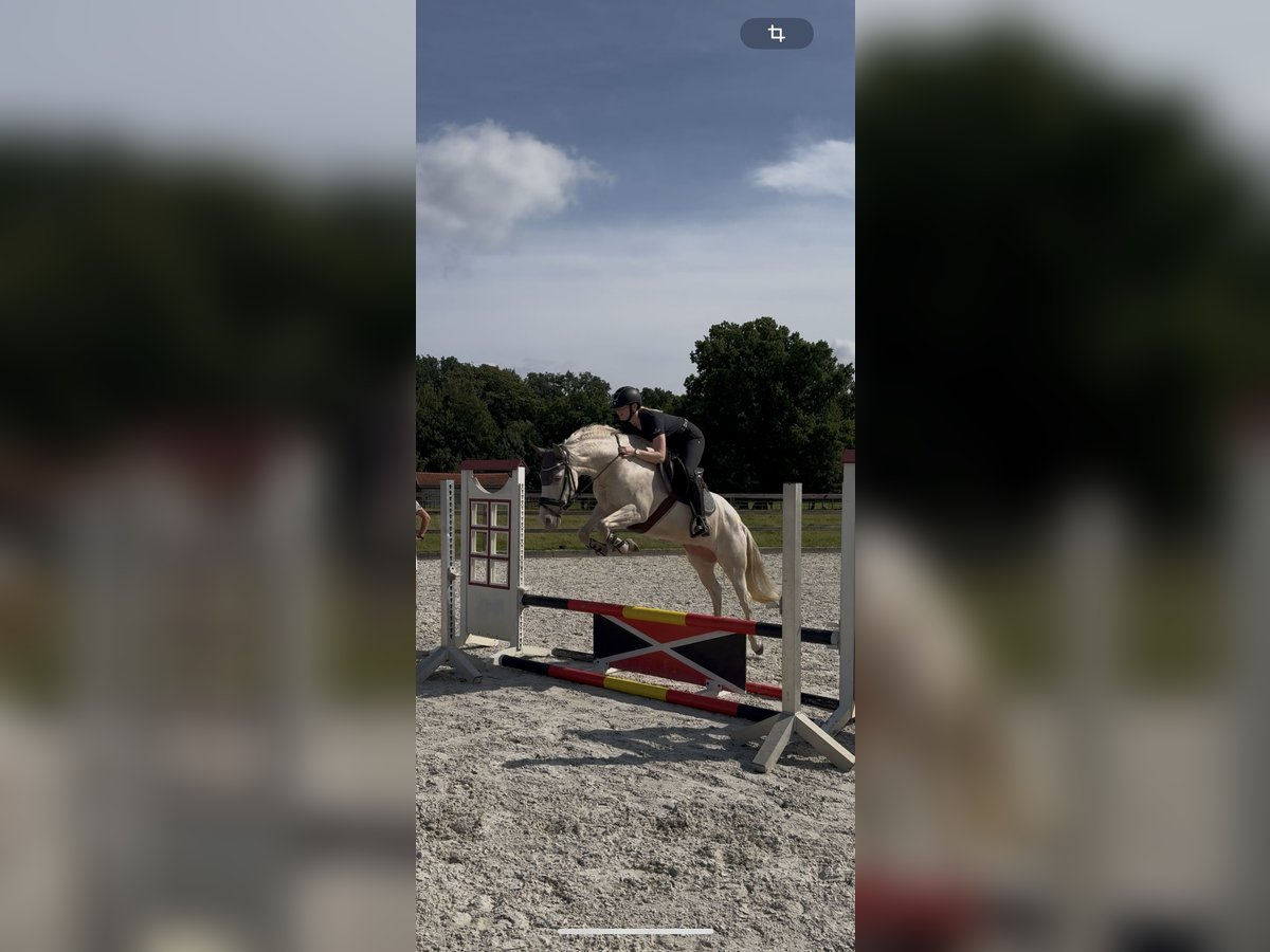 Spanisches Sportpferd Stute 10 Jahre 148 cm Cremello in B&#xF6;sel