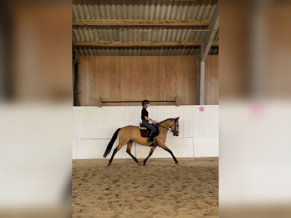 Spanisches Sportpferd Stute 11 Jahre 158 cm Buckskin in Berlin