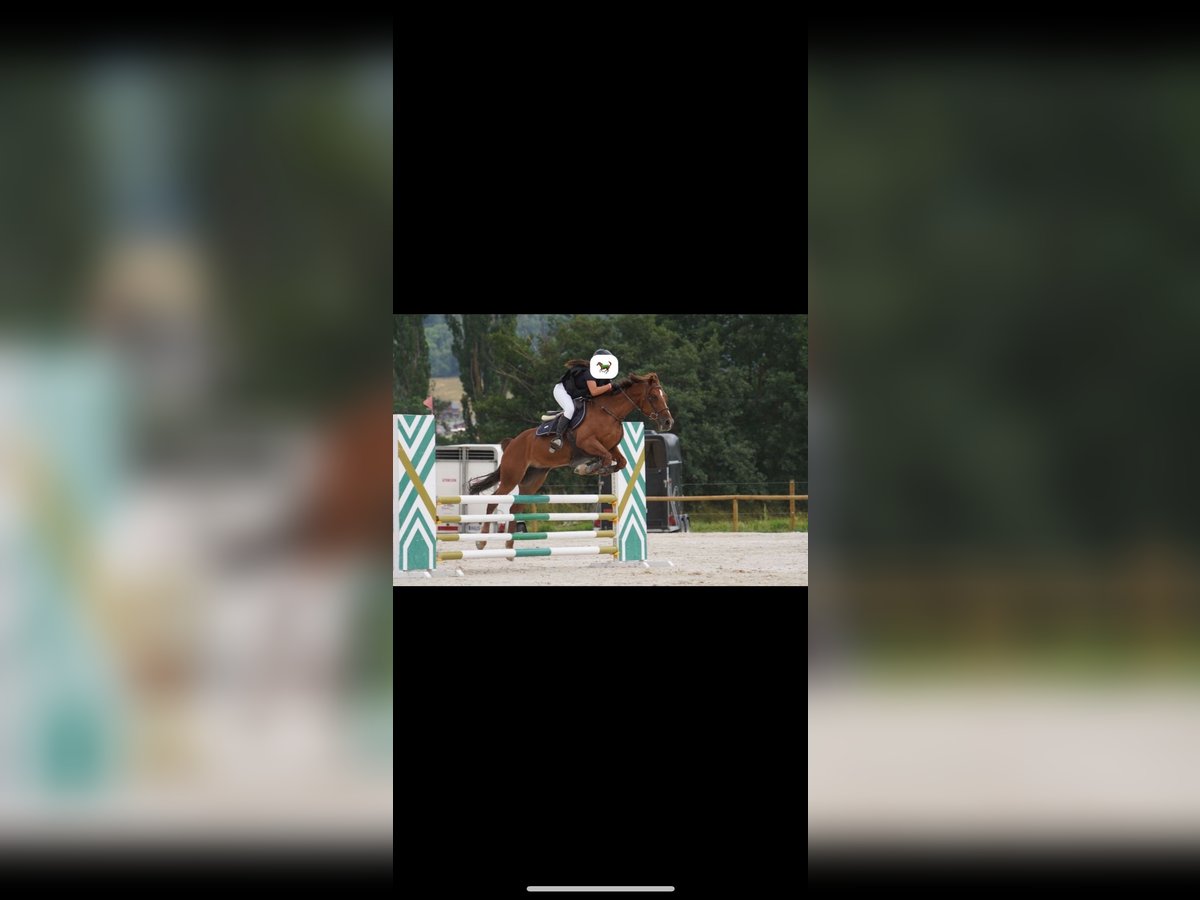 Spanisches Sportpferd Stute 13 Jahre 148 cm Fuchs in Benimamet
