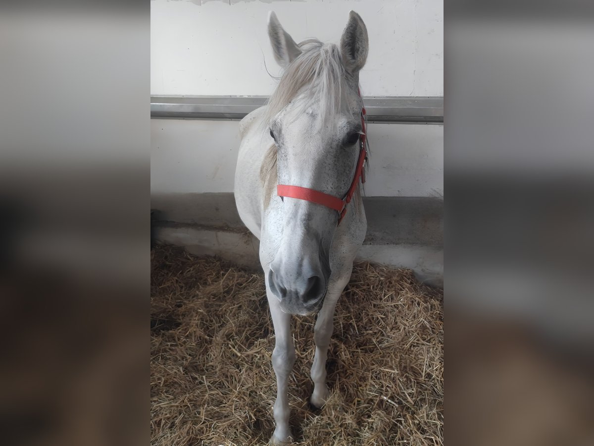 Spanisches Sportpferd Stute 13 Jahre 150 cm Schimmel in Lage Spanisches Sportpferd Stute 13 Jahre 150 cm Schimmel in Lage