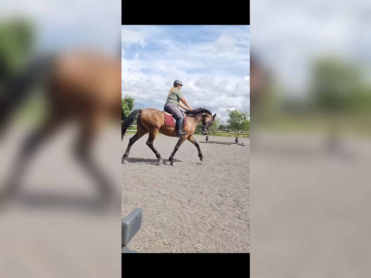 Spanisches Sportpferd Stute 13 Jahre 160 cm Dunkelfuchs in M&#xFC;ckeln