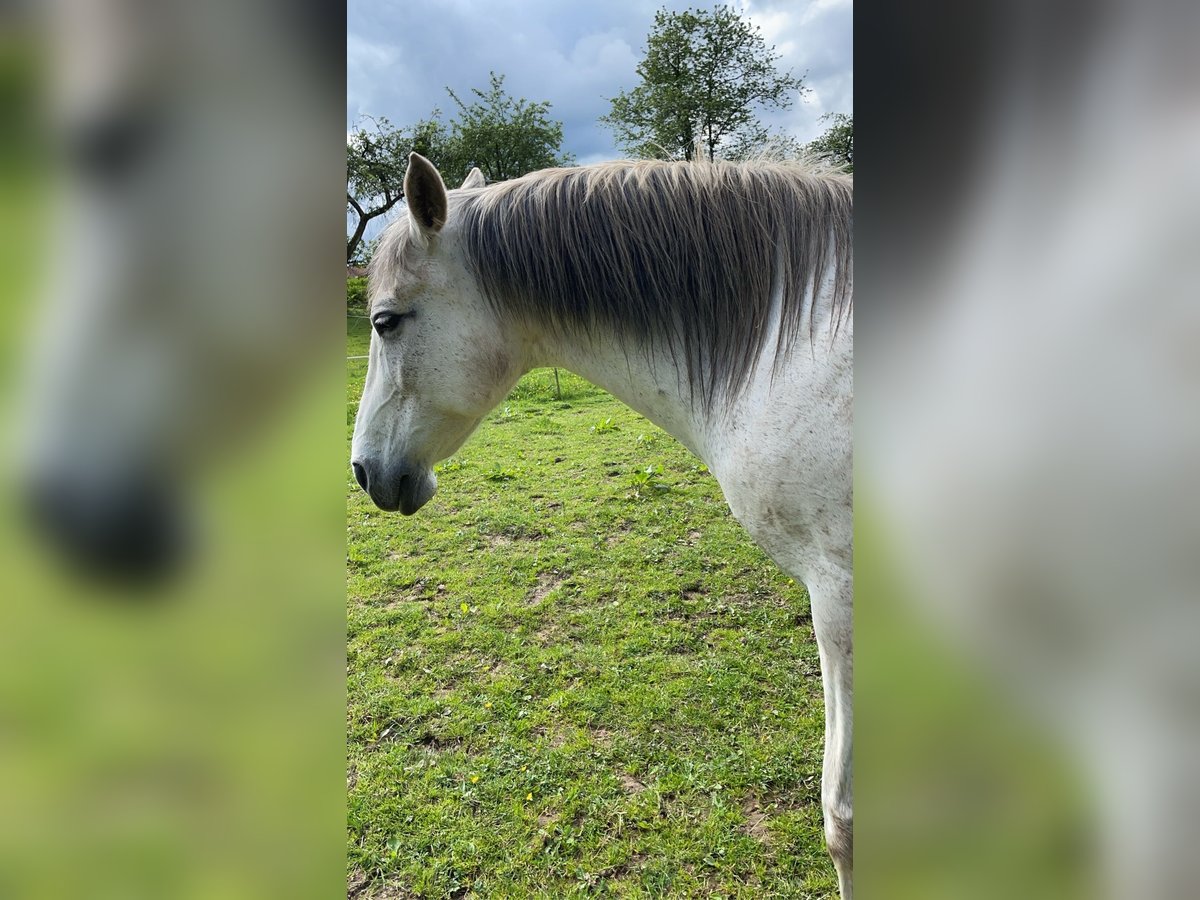 Spanisches Sportpferd Mix Stute 14 Jahre 150 cm Blauschimmel in Zeitlofs
