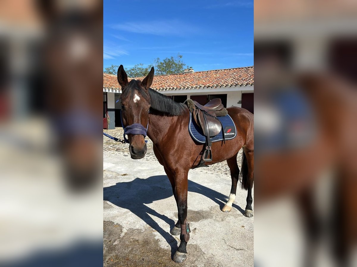 Spanisches Sportpferd Stute 14 Jahre 168 cm Brauner in Villanueva Del Pardillo