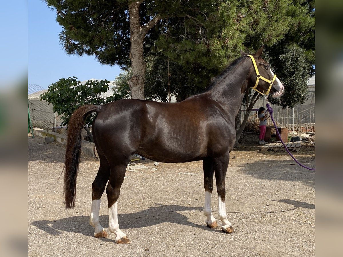 Spanisches Sportpferd Stute 14 Jahre 168 cm Dunkelfuchs in La Ca&#xF1;ada de SanUrbano