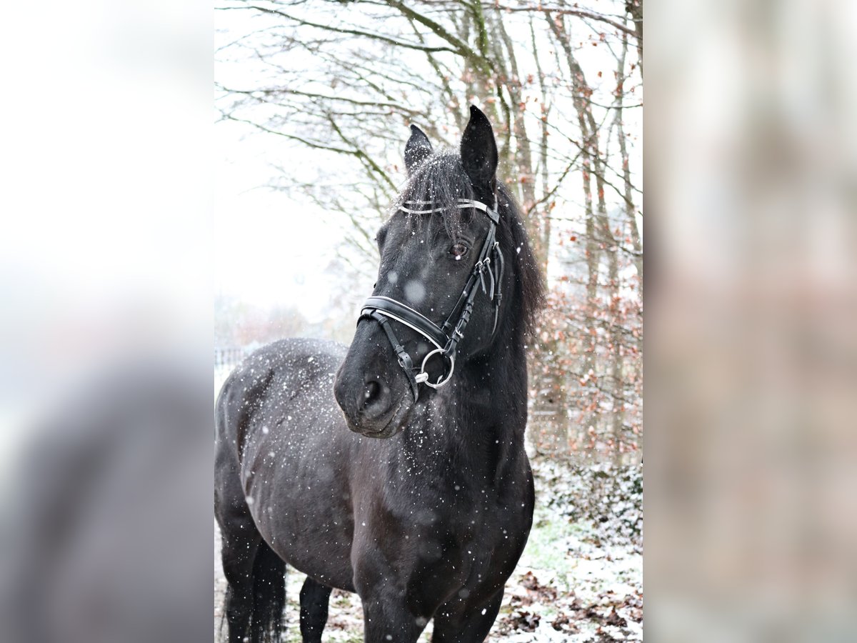 Spanisches Sportpferd Mix Stute 15 Jahre 148 cm Rappe in Vechta
