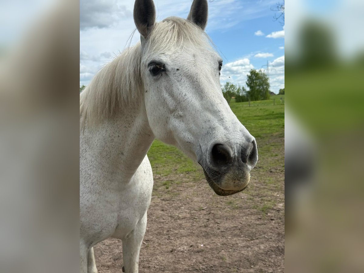 Spanisches Sportpferd Stute 15 Jahre 154 cm Schimmel in Westerholt