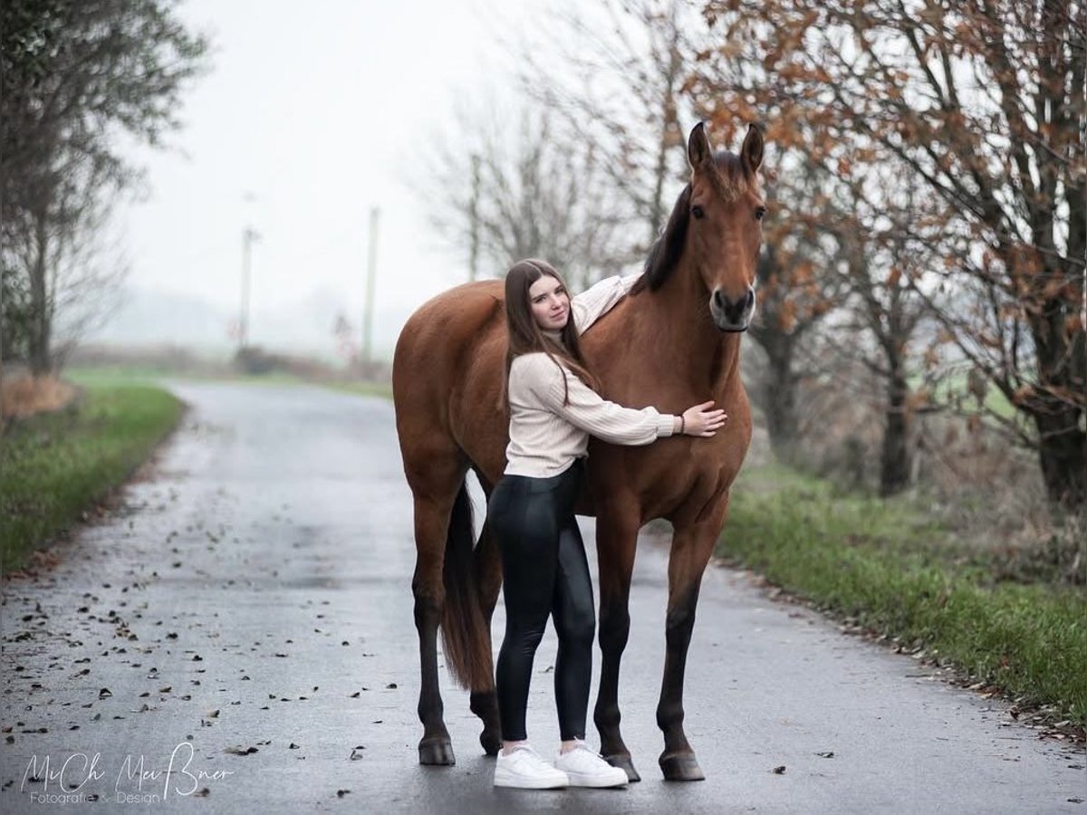 Spanisches Sportpferd Stute 16 Jahre 157 cm Brauner in Hinte Osterhusen