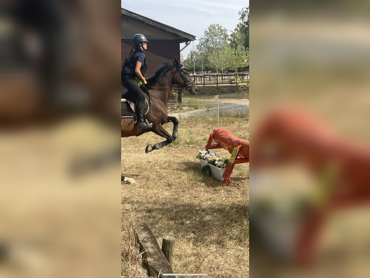 Spanisches Sportpferd Stute 16 Jahre 173 cm Dunkelbrauner in Sant Cugat Del Valles