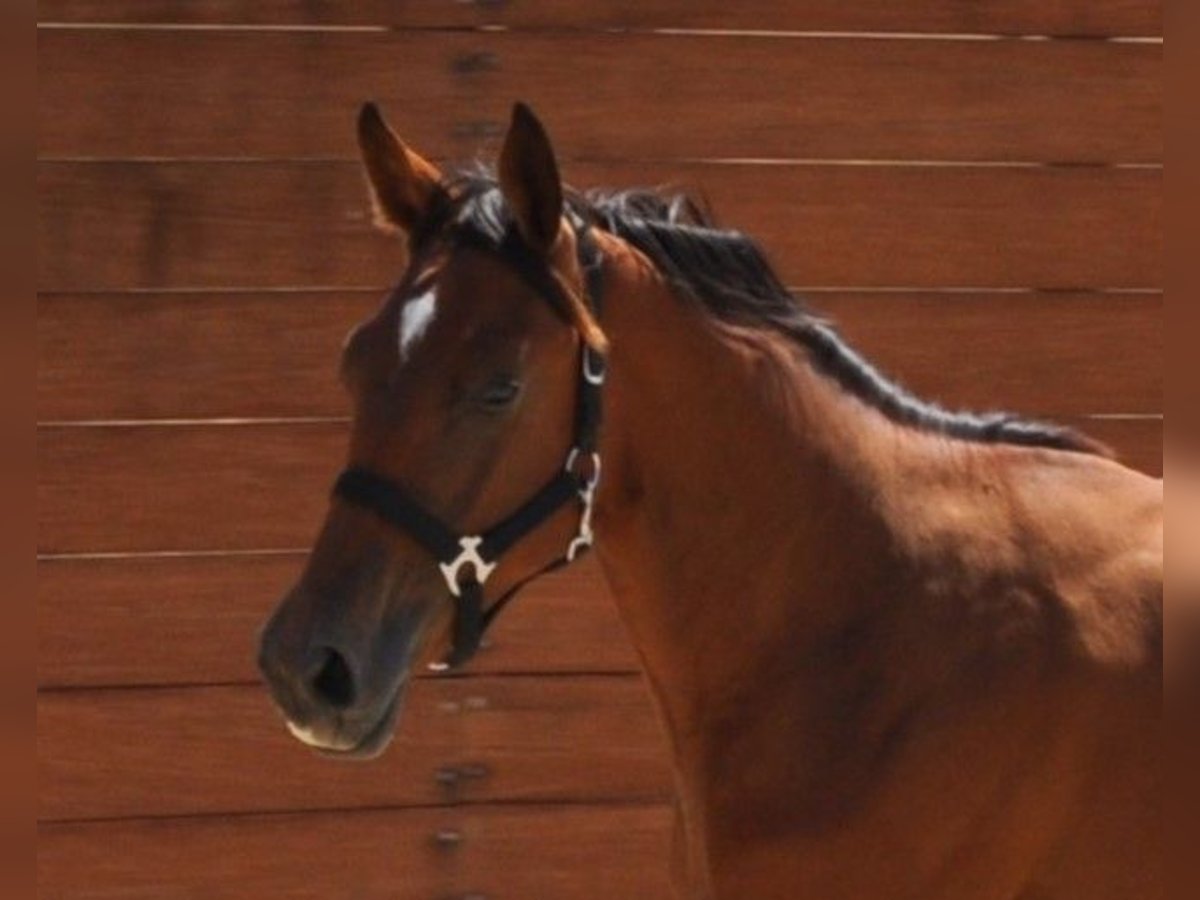Spanisches Sportpferd Stute 1 Jahr Brauner in Madrid