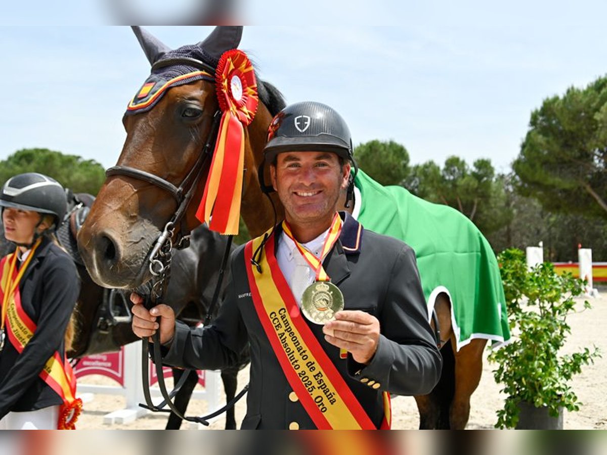 Spanisches Sportpferd Stute 1 Jahr Brauner in Madrid