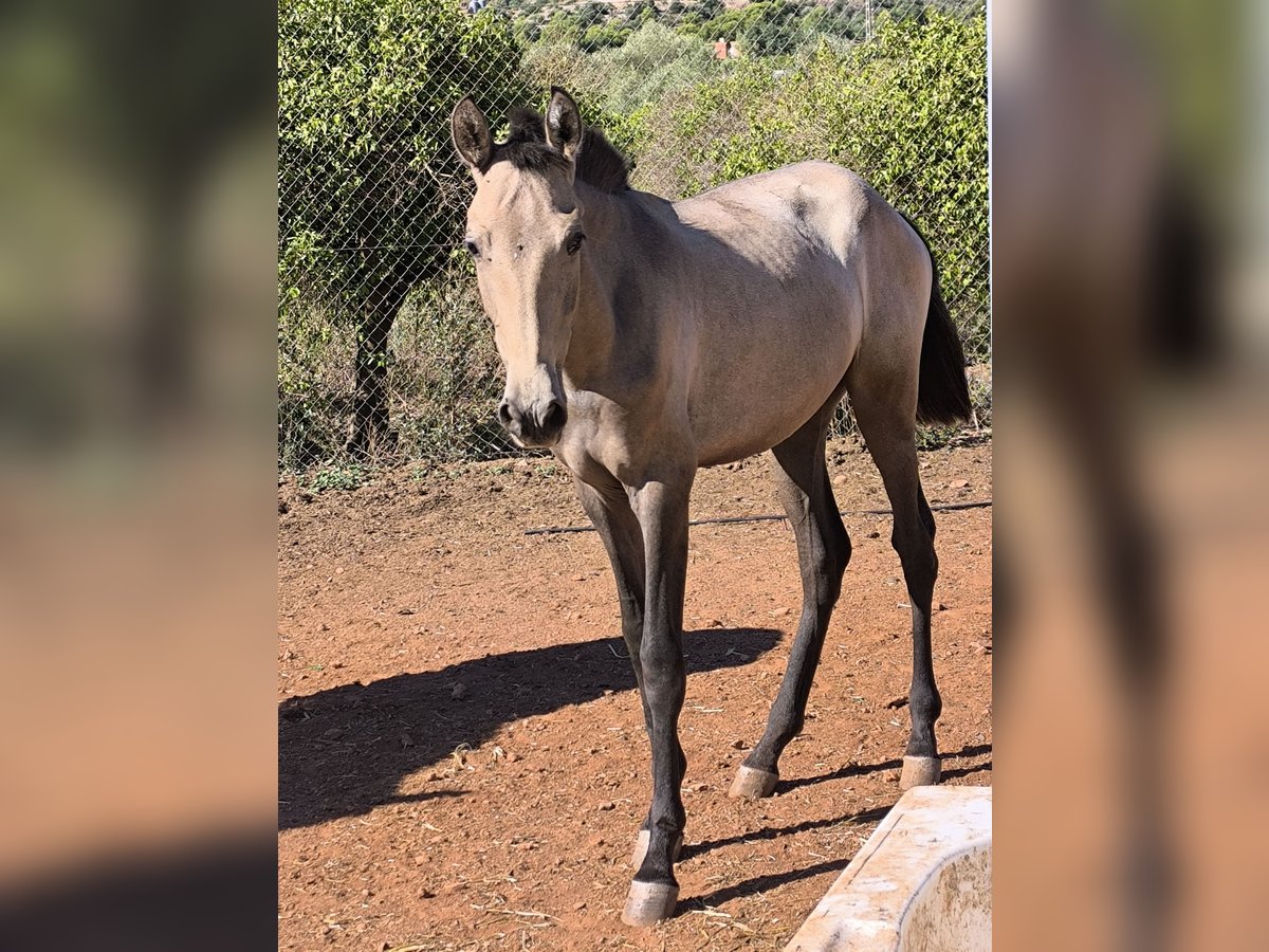 Spanisches Sportpferd Stute 1 Jahr Schimmel in La Vall D'Uixo Spanisches Sportpferd Stute 1 Jahr Schimmel in La Vall D'Uixo