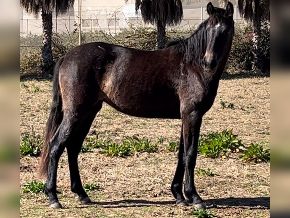 Spanisches Sportpferd Stute 2 Jahre 163 cm Schimmel in Alquerias De Santa Barbara