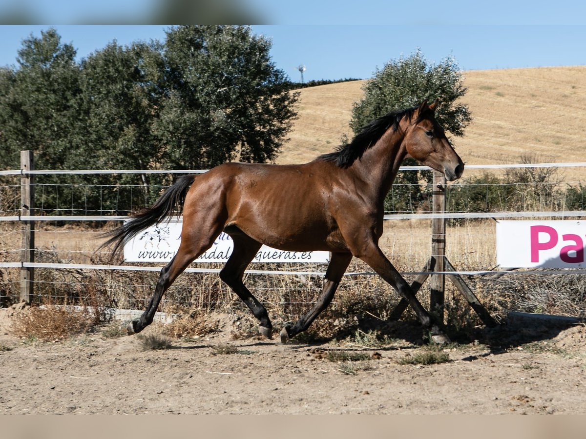 Spanisches Sportpferd Stute 2 Jahre 165 cm Brauner in ZAMORA