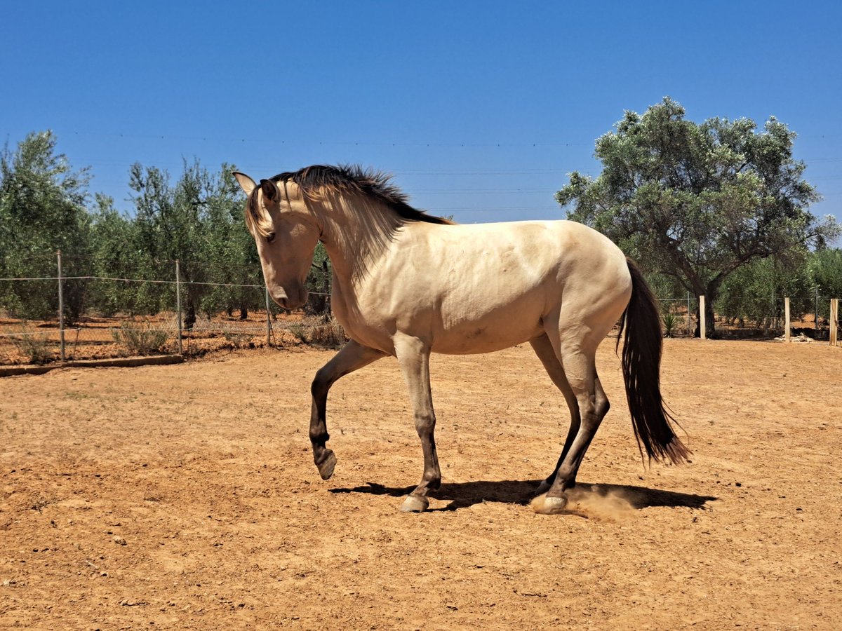 Spanisches Sportpferd Mix Stute 3 Jahre 160 cm Falbe in Almonte