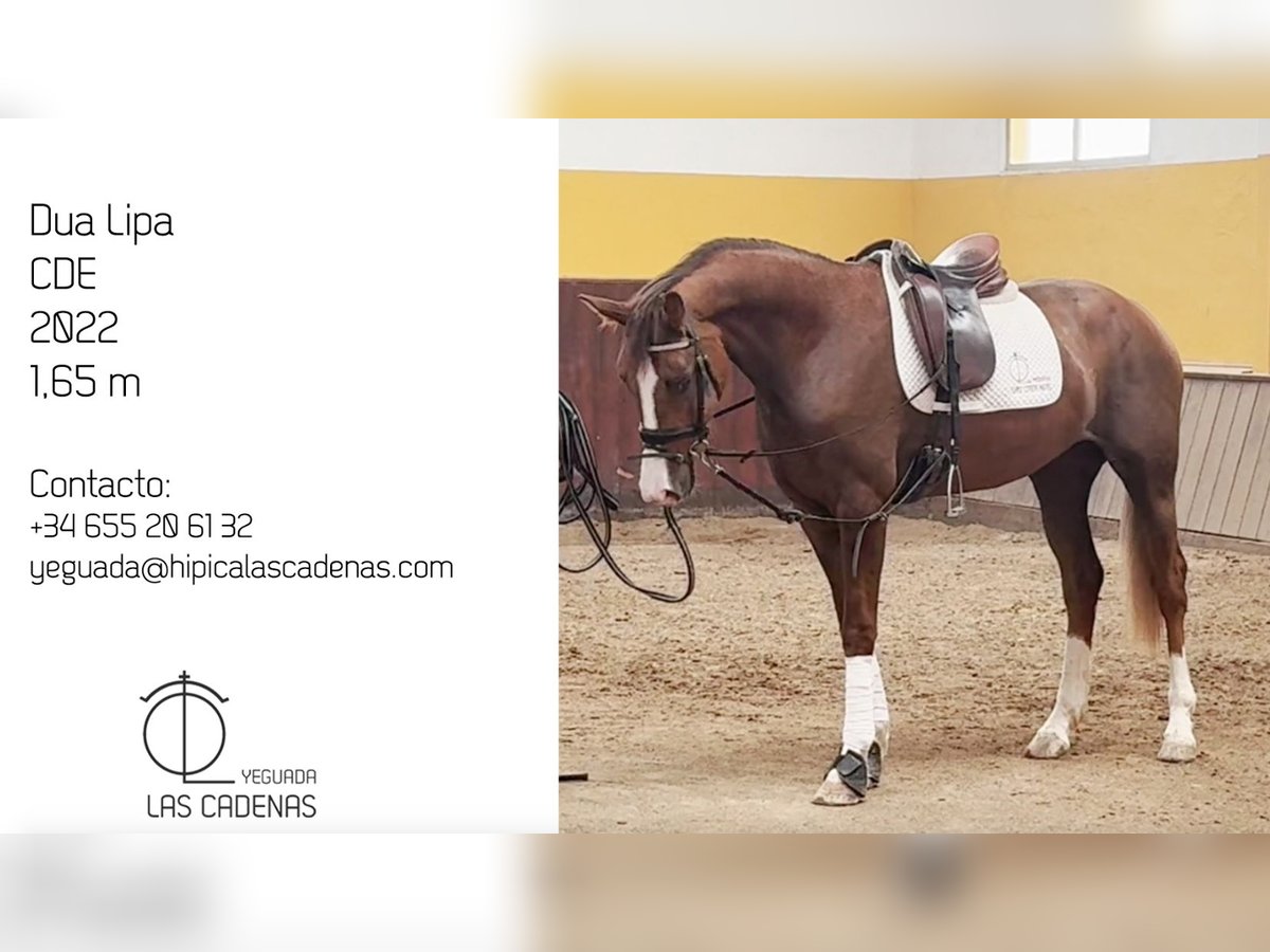 Spanisches Sportpferd Stute 3 Jahre 165 cm in Carretera Alcala- Camarma Km 3,3