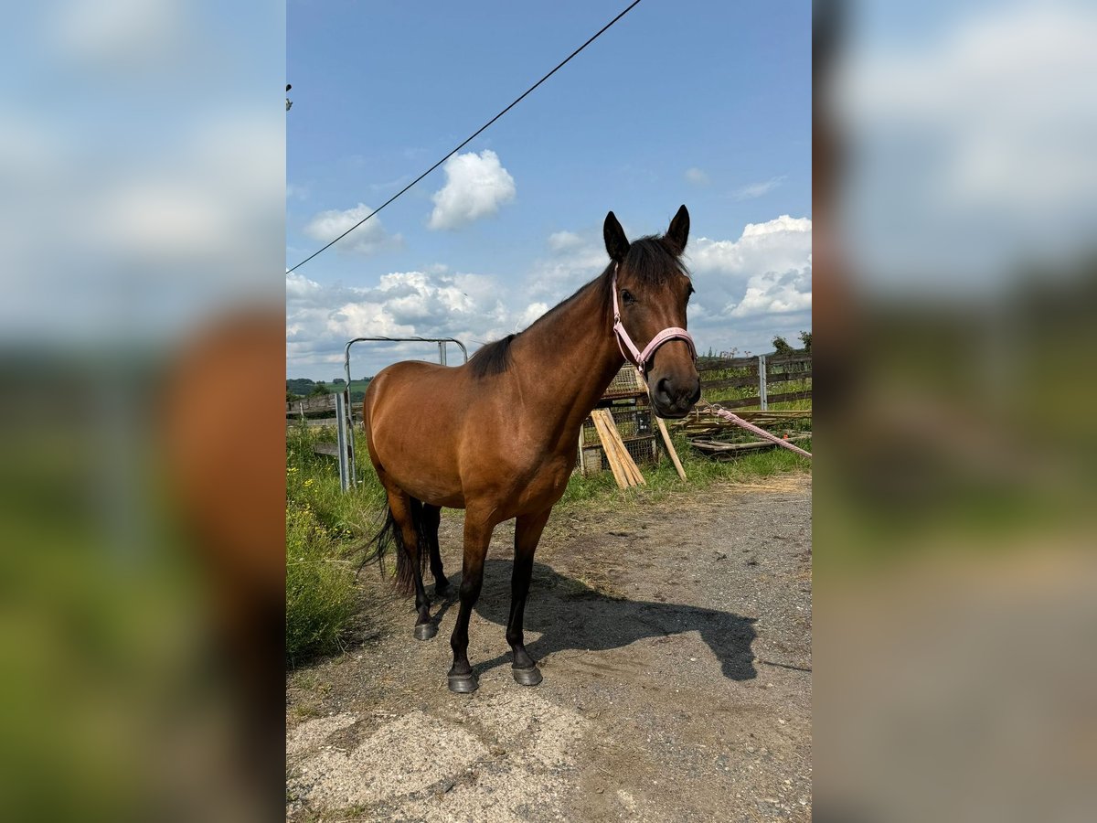Spanisches Sportpferd Mix Stute 4 Jahre 152 cm Brauner in Lindlar
