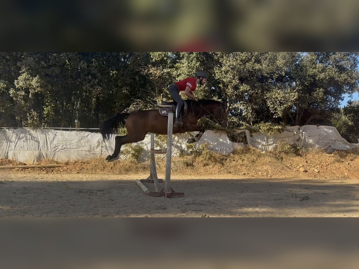 Spanisches Sportpferd Stute 4 Jahre 157 cm Brauner in Ponferrada