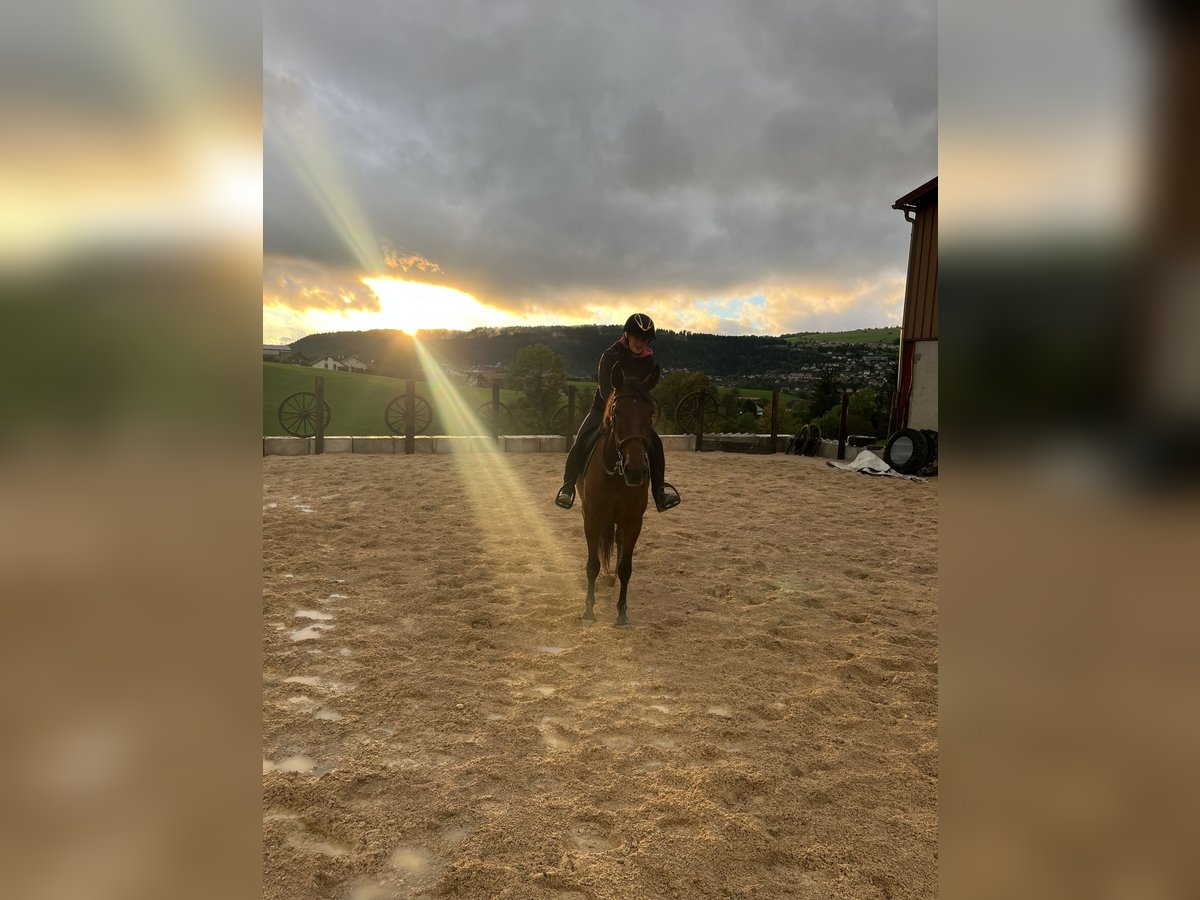 Spanisches Sportpferd Mix Stute 4 Jahre 158 cm Schwarzbrauner in Montlebon