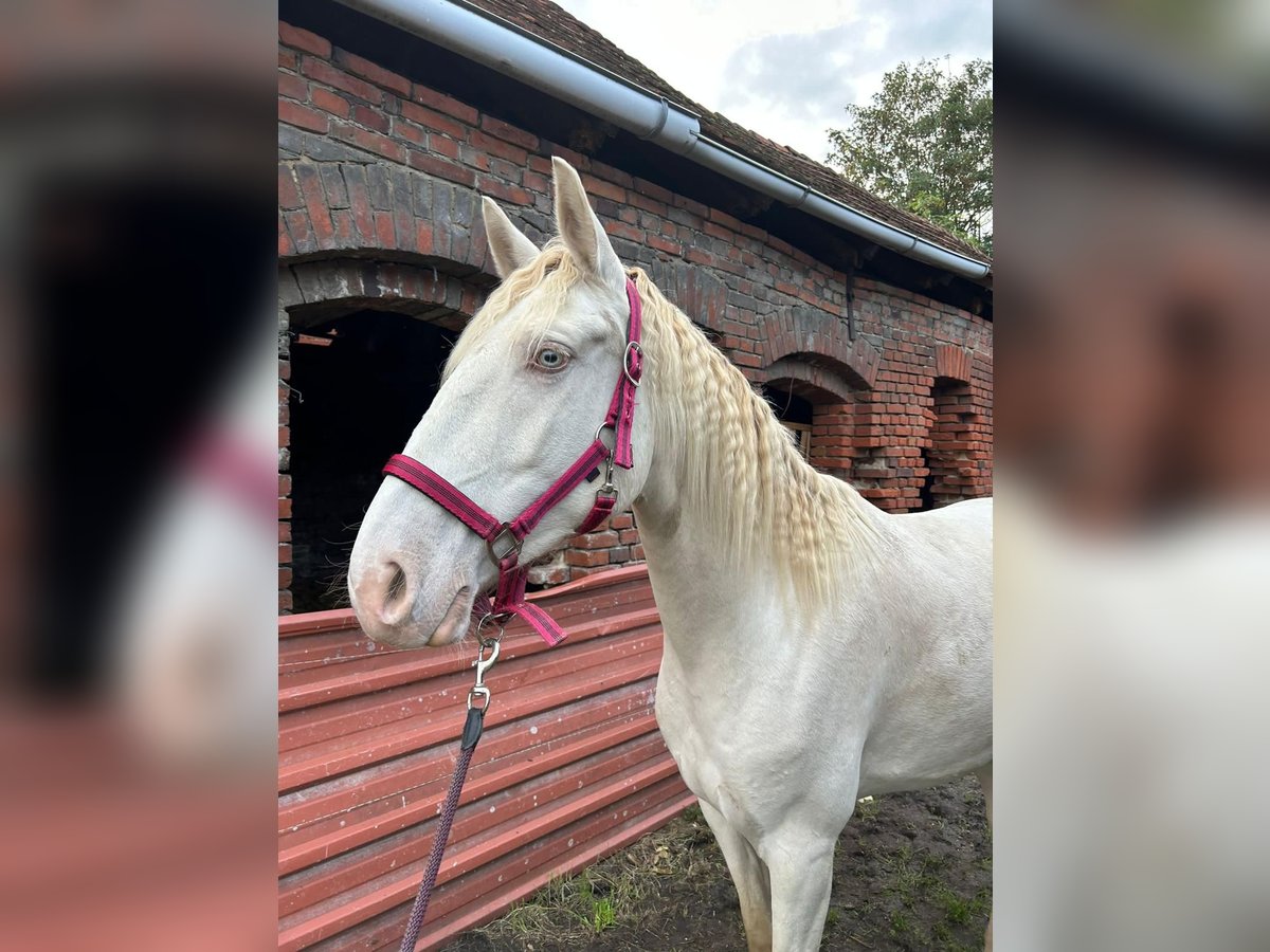 Spanisches Sportpferd Stute 5 Jahre 157 cm Cremello in Klietz