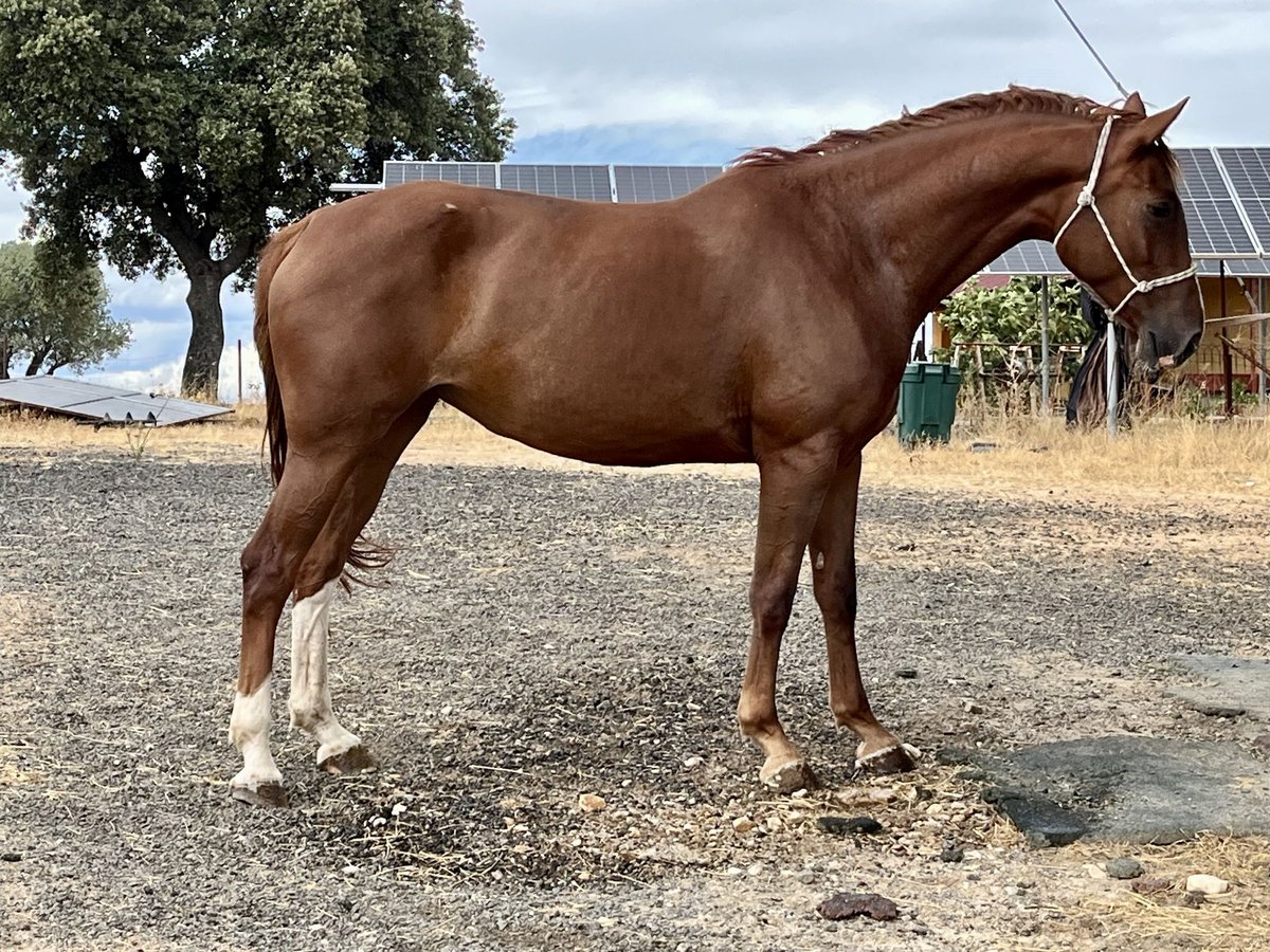 Spanisches Sportpferd Stute 5 Jahre 166 cm Fuchs in Brunete