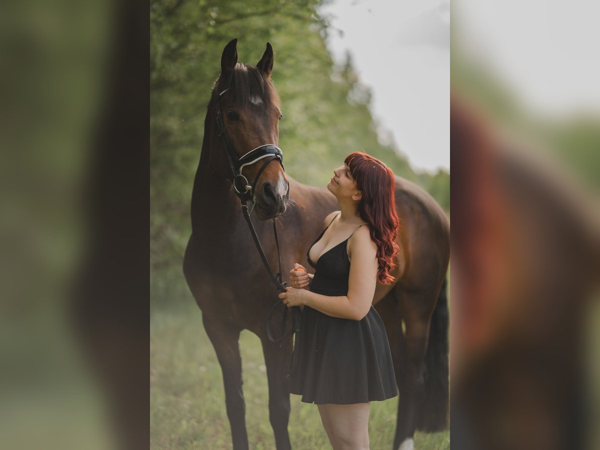 Spanisches Sportpferd Stute 5 Jahre 167 cm Dunkelbrauner in Th&#xFC;mmlitzwalde