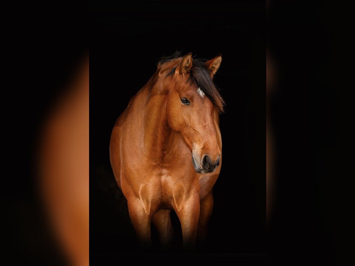 Spanisches Sportpferd Stute 6 Jahre 158 cm Brauner in Lutzhorn