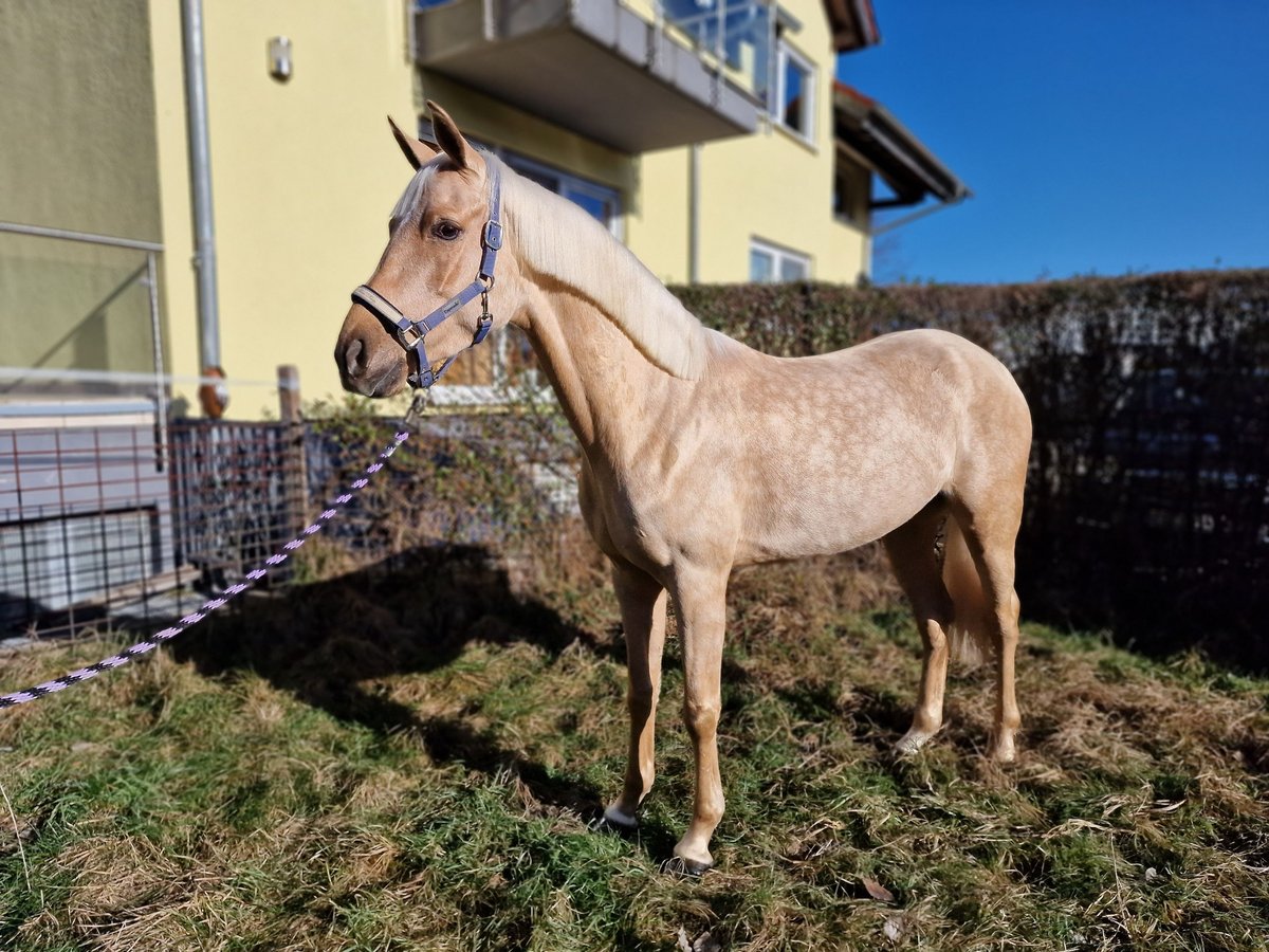 Spanisches Sportpferd Stute 6 Jahre 160 cm Palomino in Lorsch