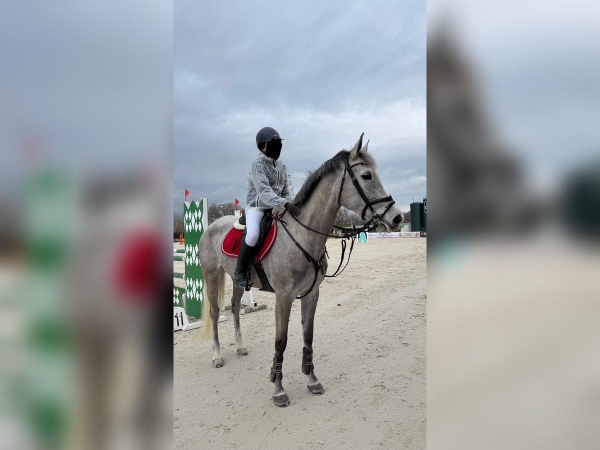 Spanisches Sportpferd Stute 6 Jahre 164 cm Apfelschimmel in Arganda Del Rey